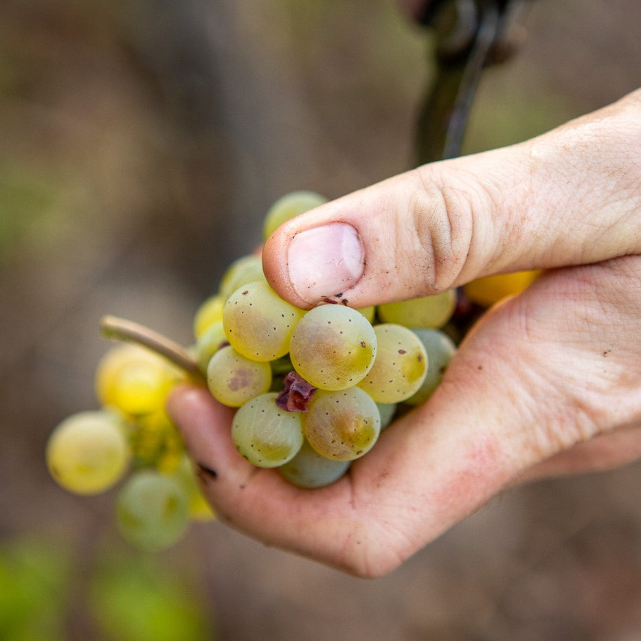 
                  
                    2023 Riesling feinherb
                  
                