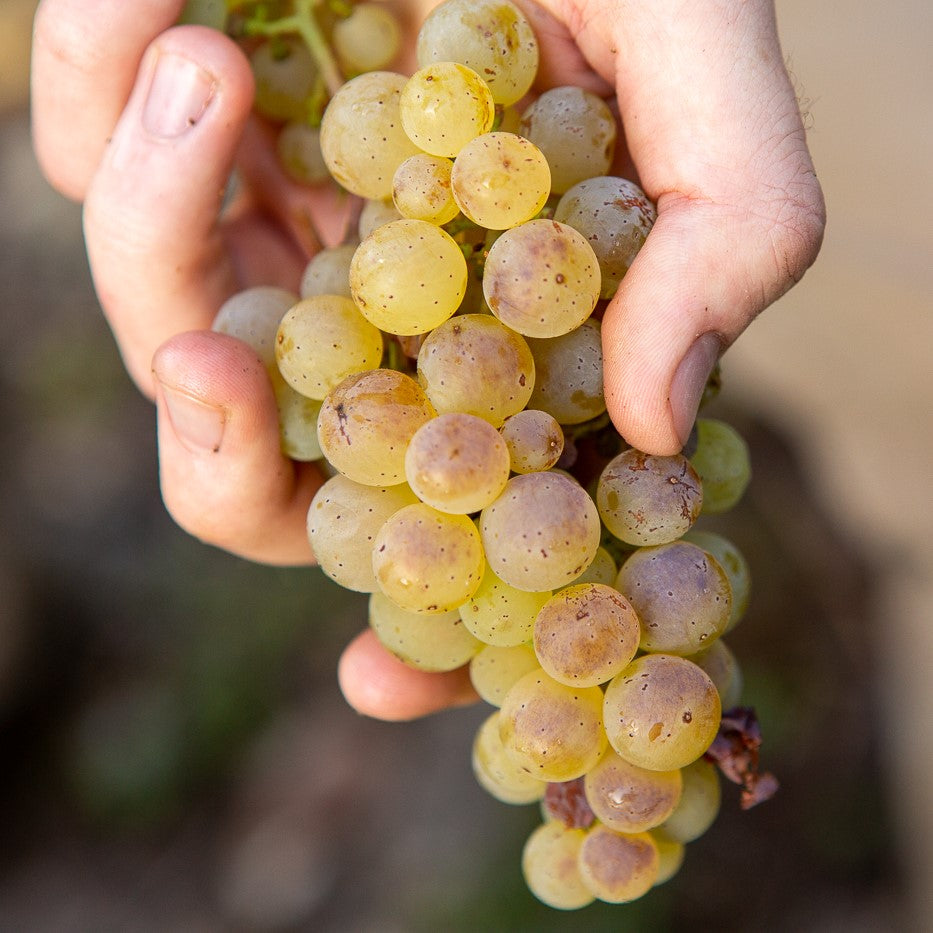 
                  
                    2023 Riesling Kabinett
                  
                