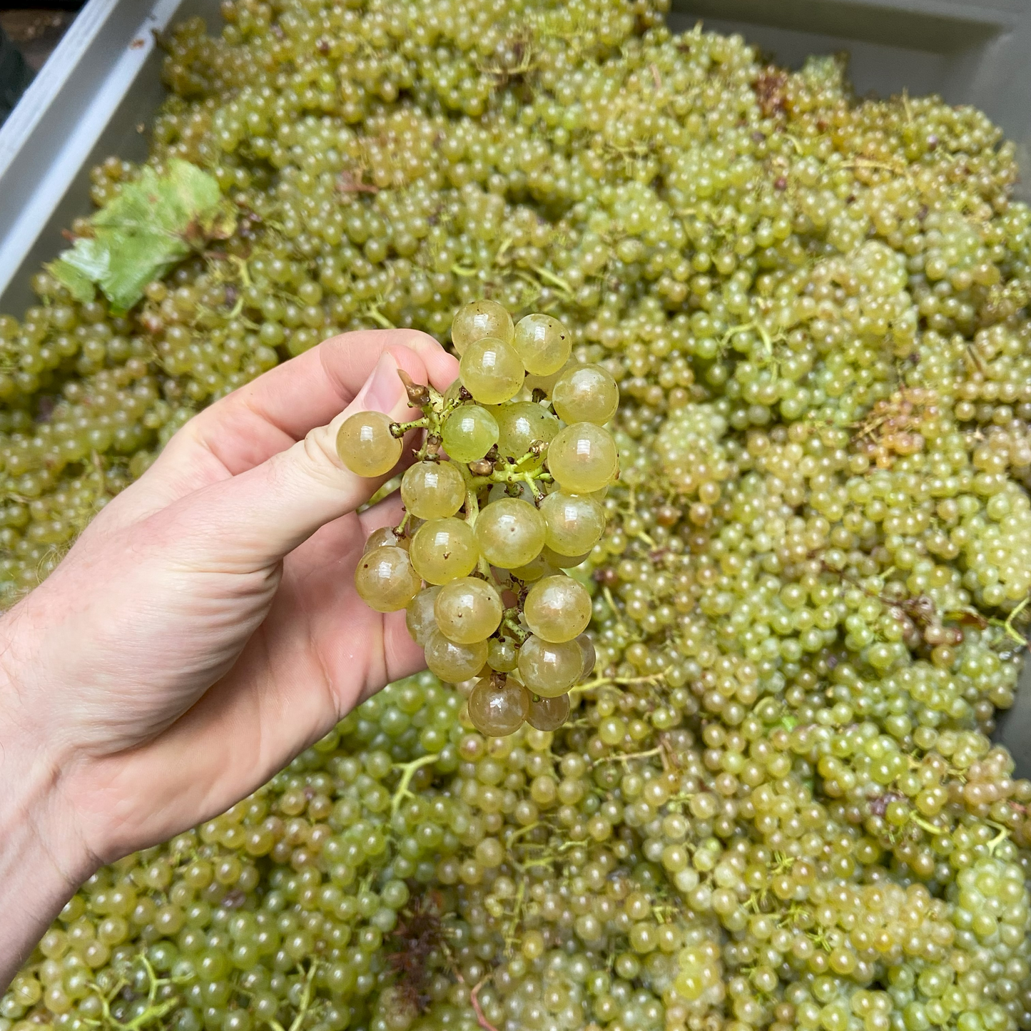 
                  
                    2023 Distel - Weißburgunder & Chardonnay
                  
                