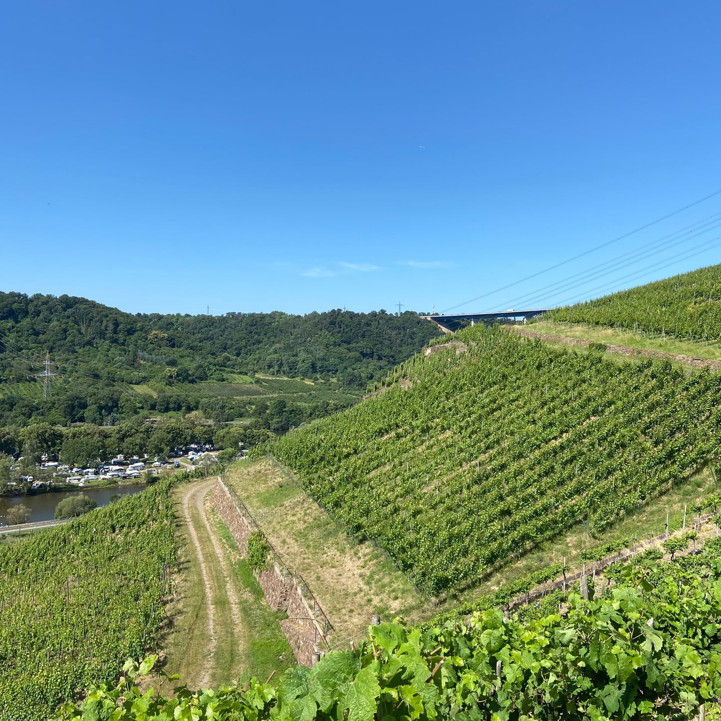 
                  
                    2023 Distel - Weißburgunder & Chardonnay
                  
                